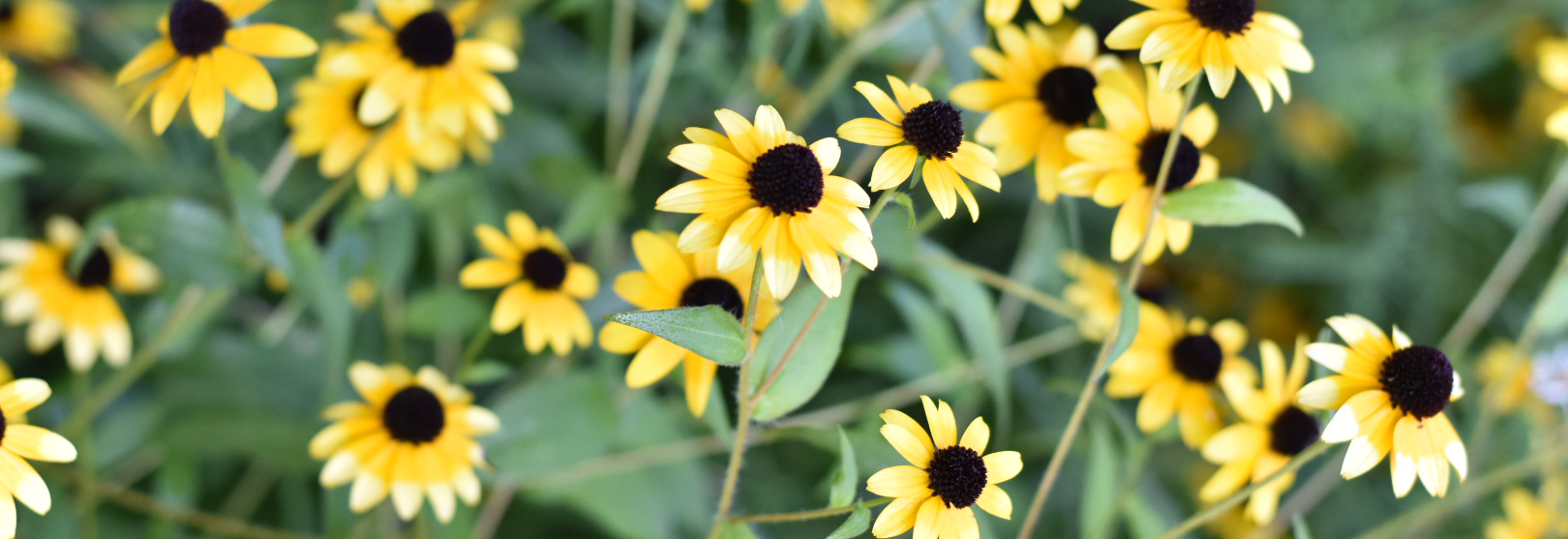 Harvesting Tips Red Leaf Farms Flower Farm