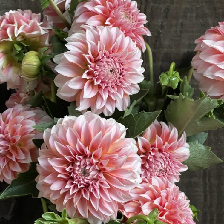 Peaches and Cream Bunch