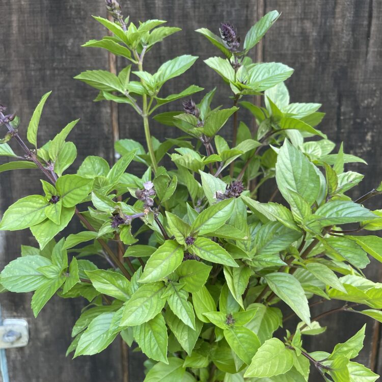 Basil Bunch